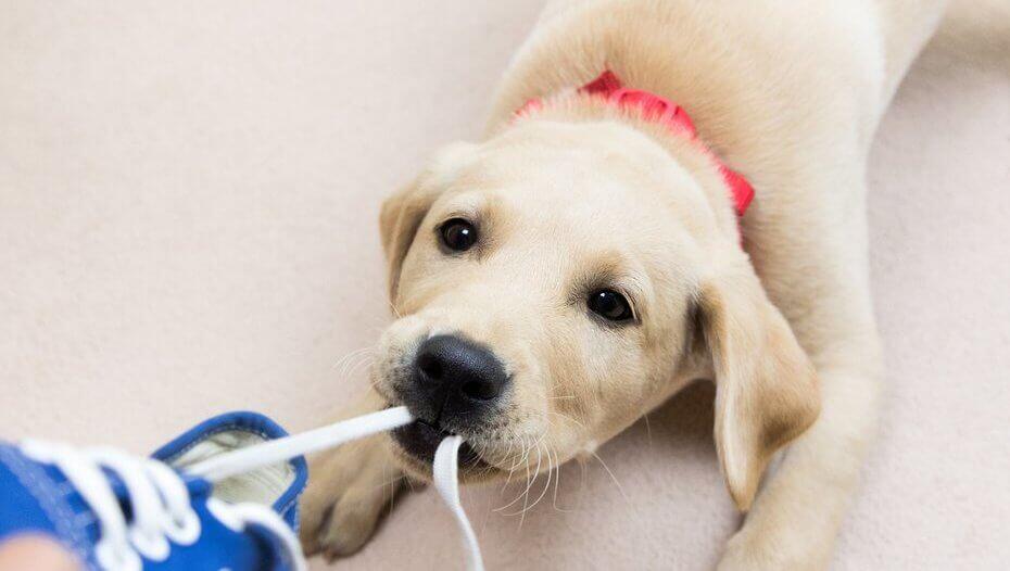 Puppy keeps 2024 chewing everything